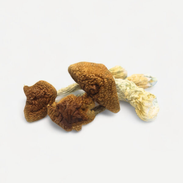 Golden Teacher - Magic Mushrooms
