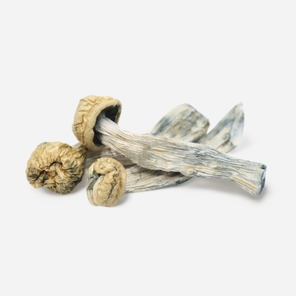 Yeti Magic Mushrooms